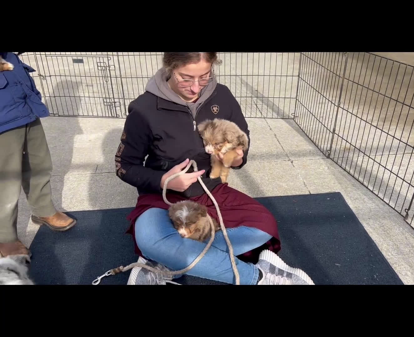 Mixed Breed dogs for sale: Poppy  - Video 1