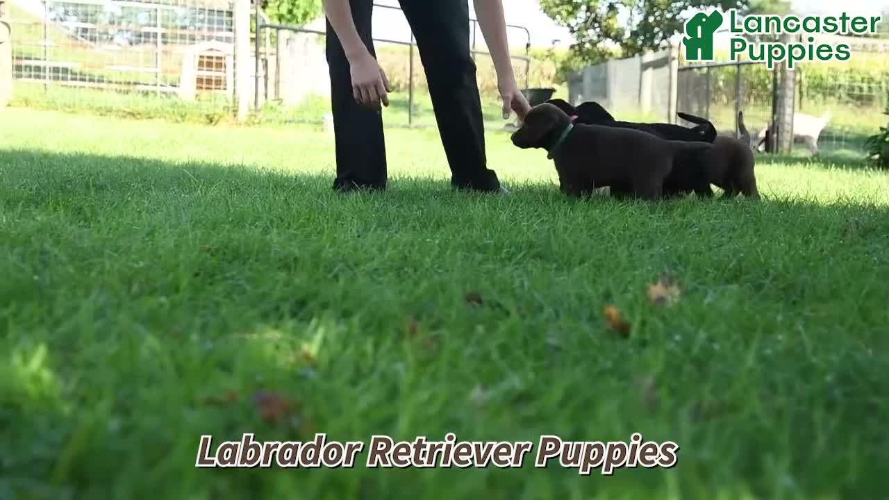 Labrador Retriever dogs for sale: Michelle - Video 1