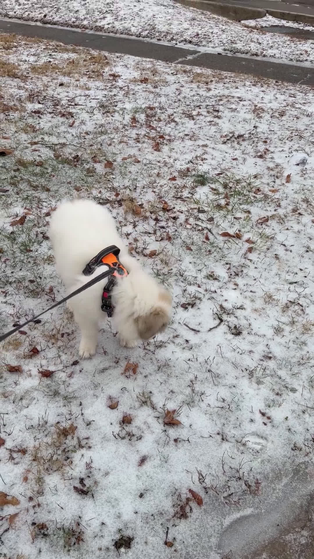 Great Pyrenees dogs for sale: Ravvy - Video 3