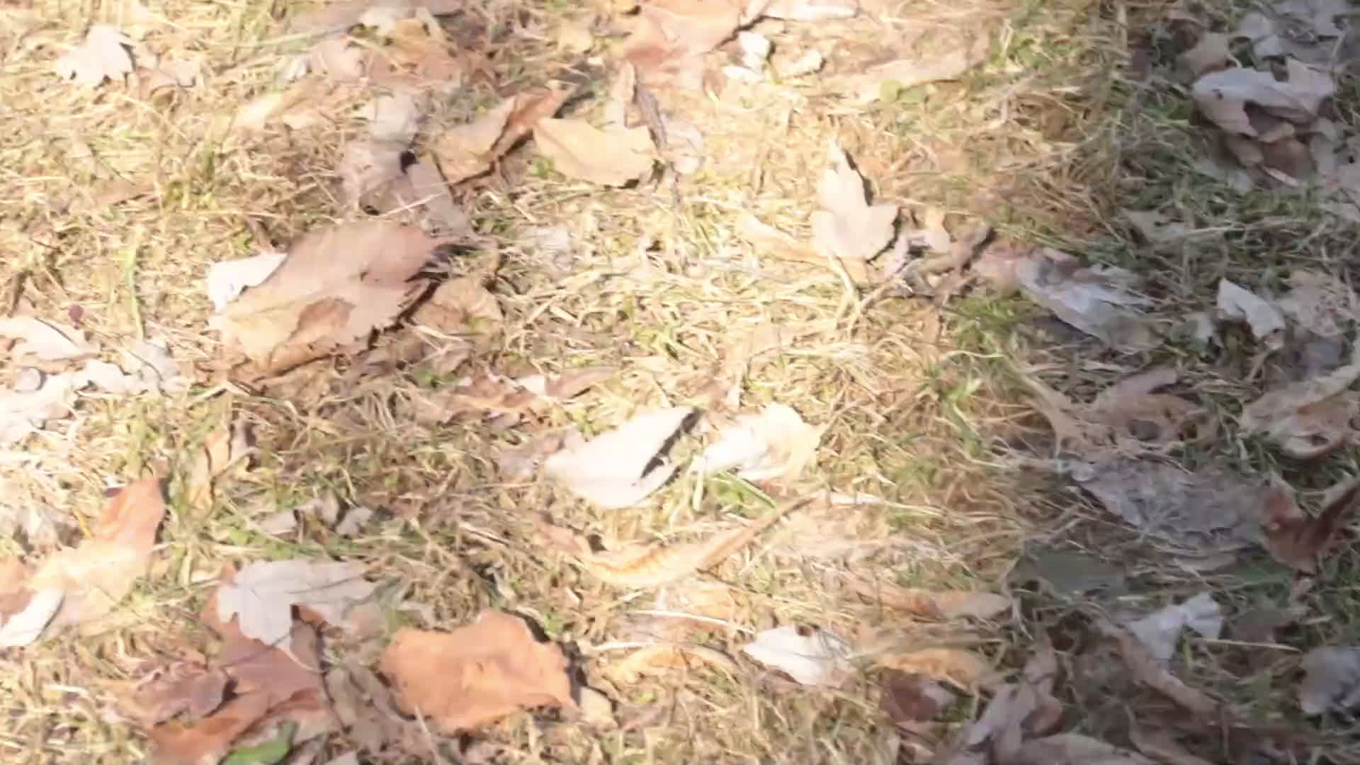 Boxer dogs for sale: Espresso - Video 1