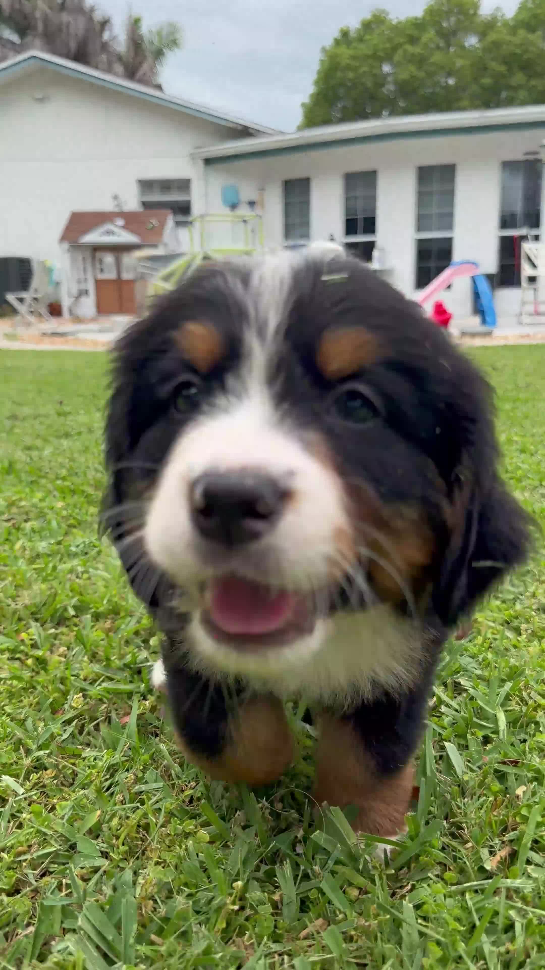 Bernese Mountain Dog dogs for sale: Bernese Mountain Dog 2 - Video 1