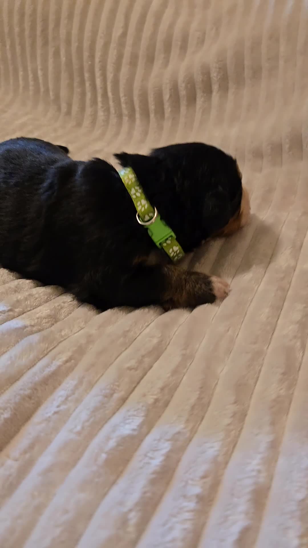 Bernese Mountain Dog dogs for sale: Bernese Mountain Dog 4 - Video 1
