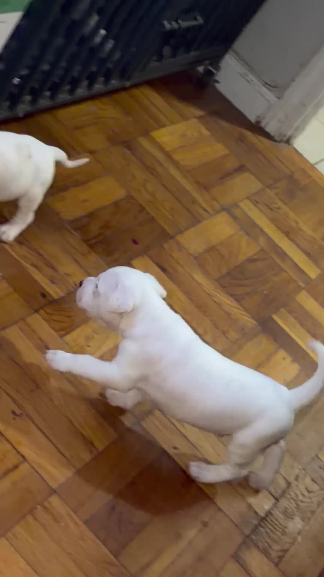 Mixed Breed dogs for sale: HONEY - Video 4