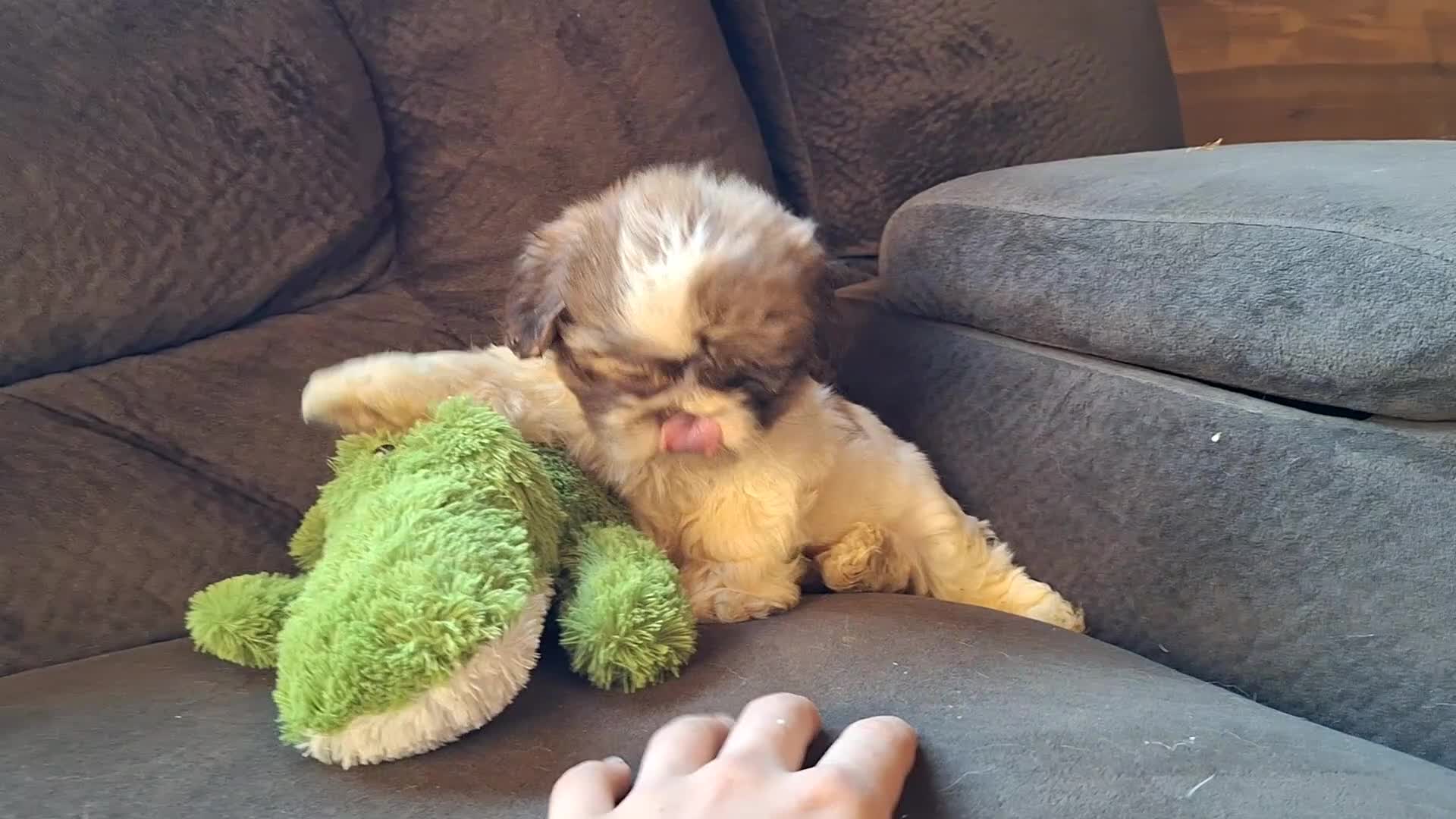 Teddy Bear dogs for sale: Rocky - Video 1