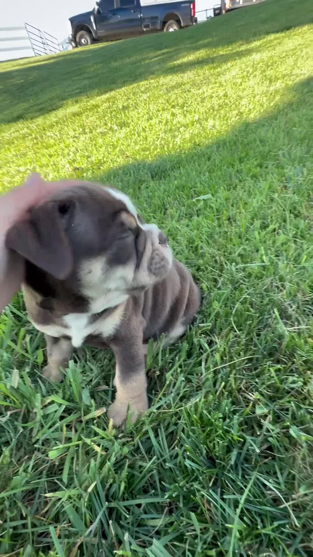 Beabull dogs for sale: Ben - Video 1