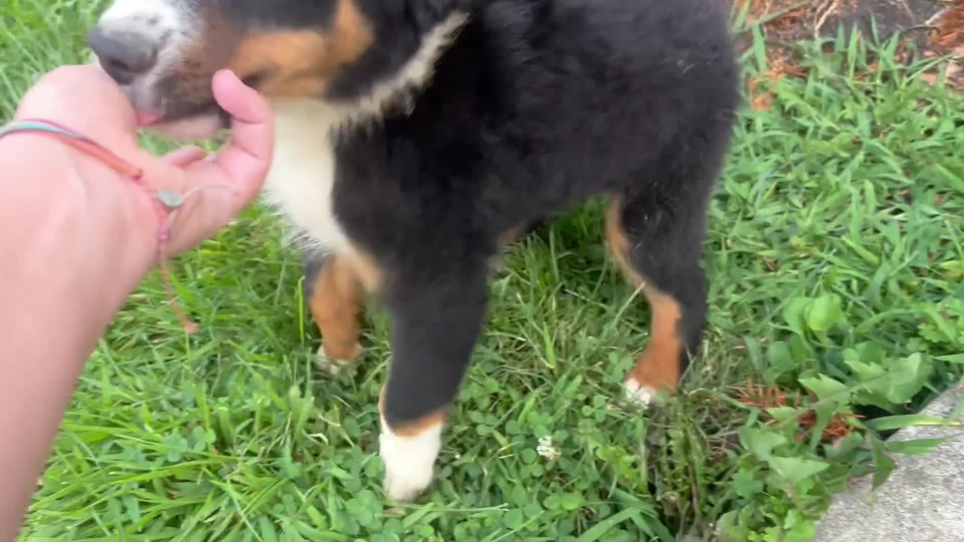 Miniature Australian Shepherd dogs for sale: #10 Winston - Video 1