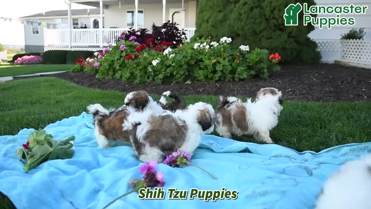 Shih Tzu dogs for sale: Allyssa - Video 1