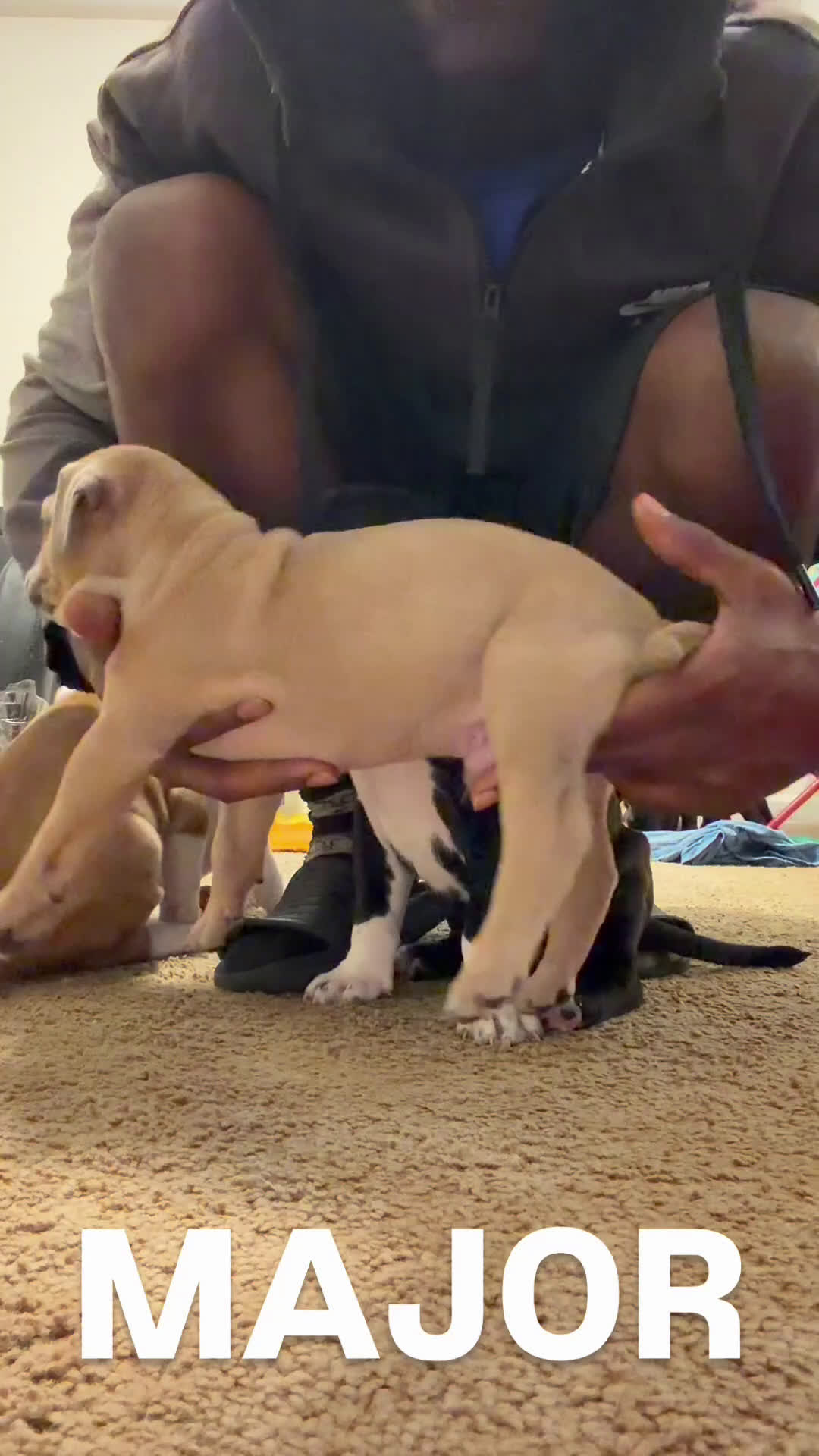 Mixed Breed dogs for sale: Mixed Breed Puppy 2 - Video 1