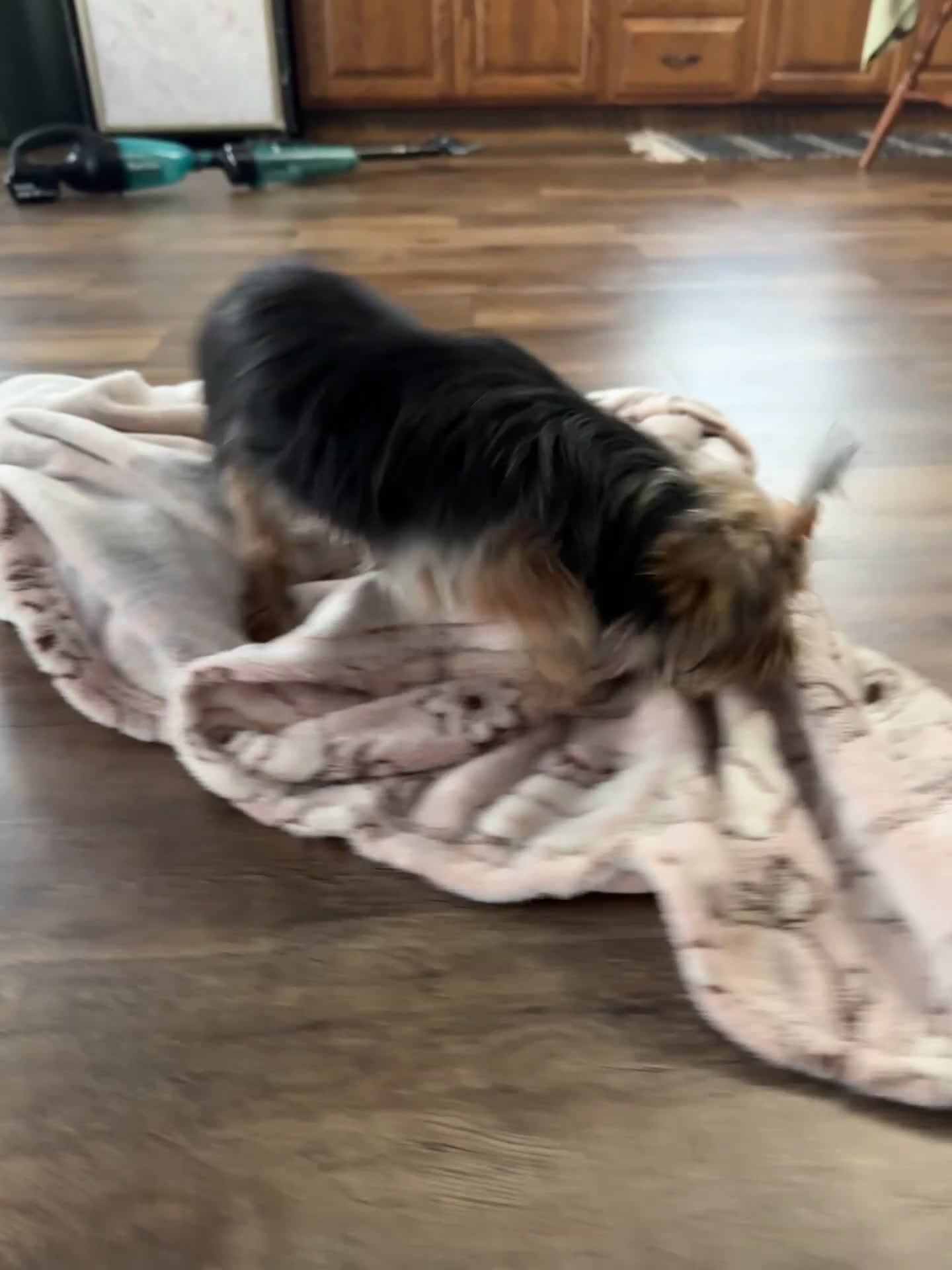 Yorkshire Terrier dogs for sale: Shania - Video 1