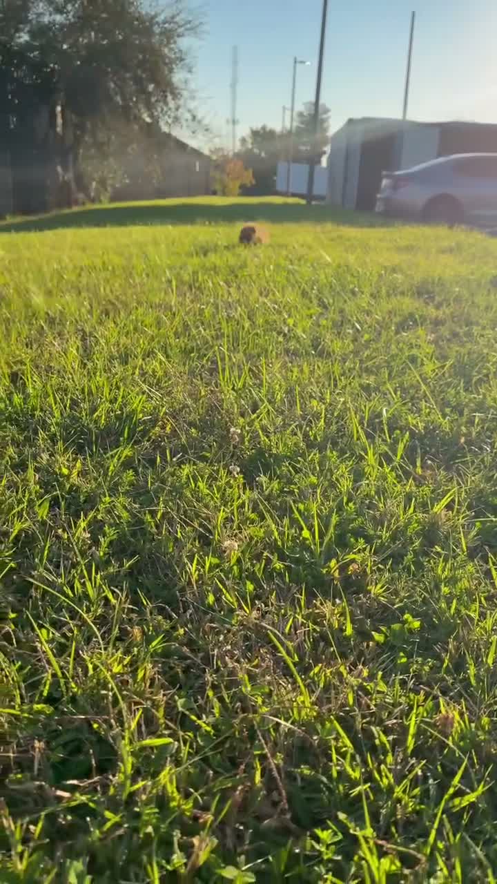Toy Poodle dogs for sale: Wilbur - Video 1