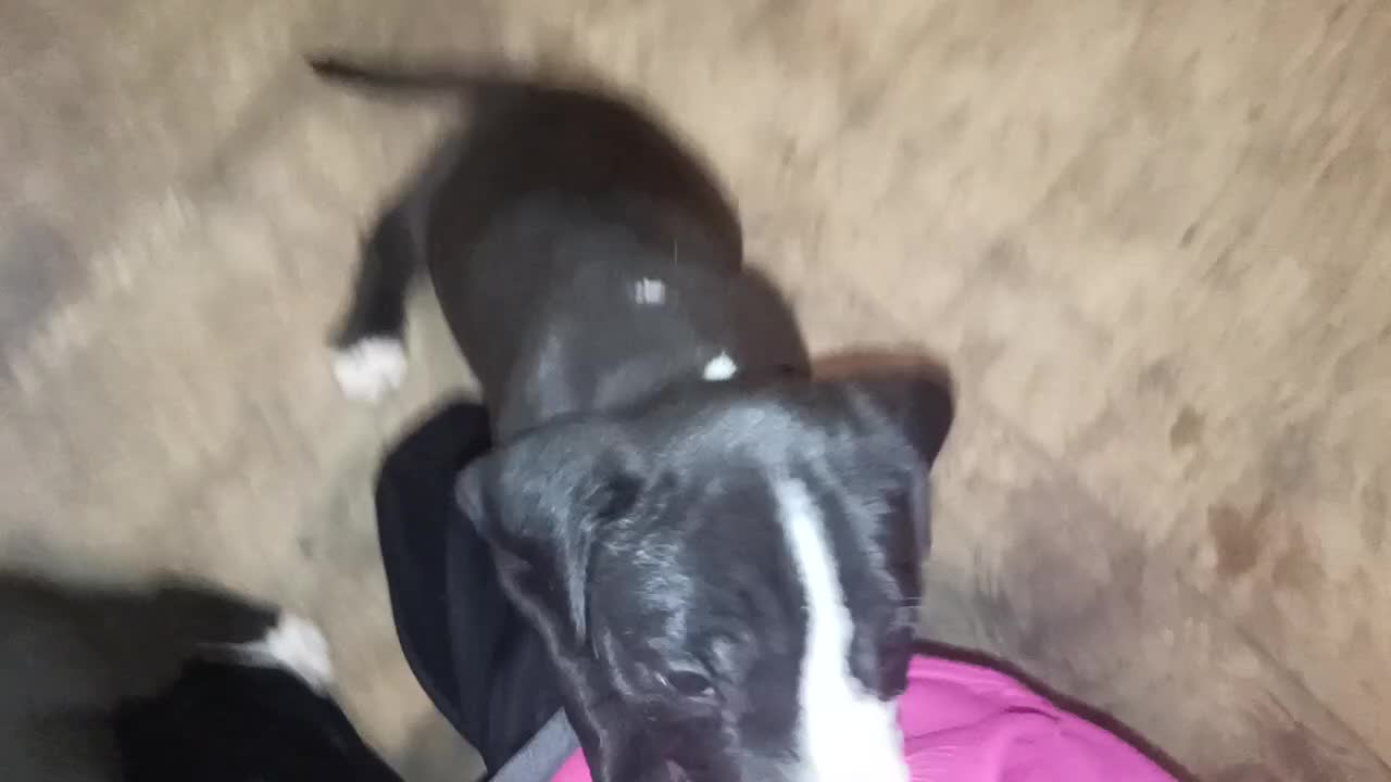 American Bully dogs for sale: Puppy - Video 2