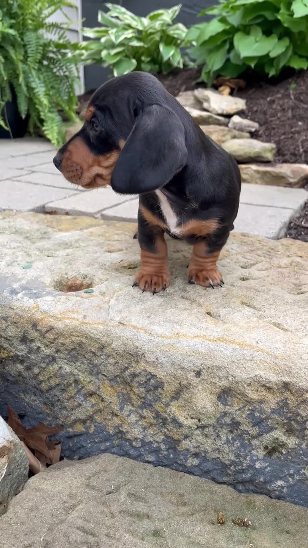 Miniature Dachshund dogs for sale: Grady - Video 1