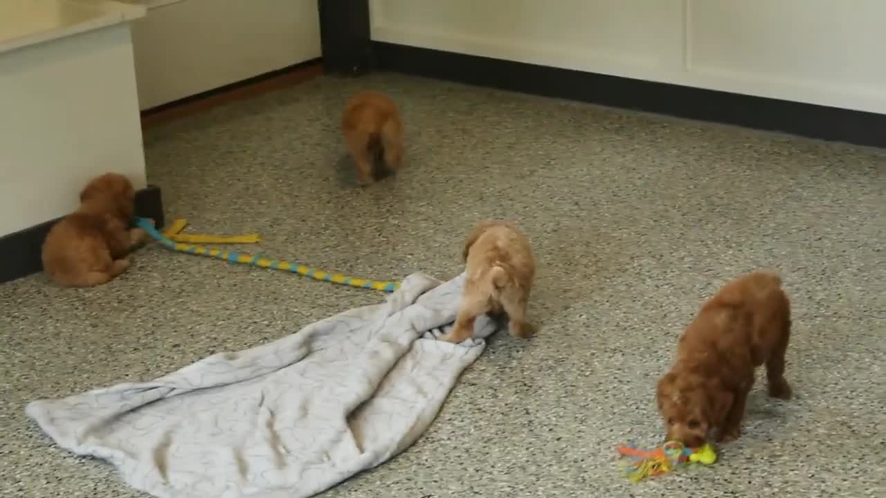 Miniature Poodle dogs for sale: AKC Queen - Video 1