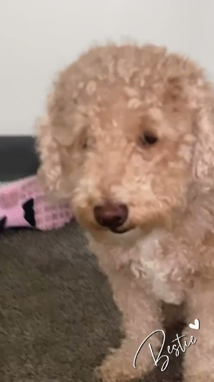Mixed Breed dogs for sale: Mixed Breed 3 - Video 1