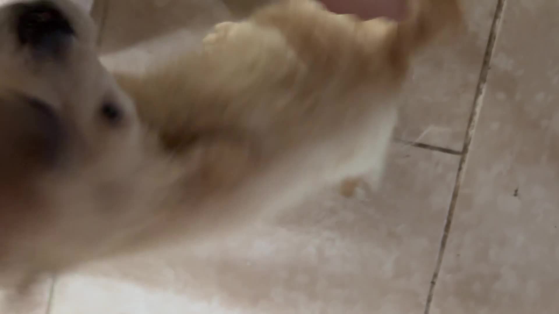 Golden Retriever dogs for sale: Sheeps - Video 1