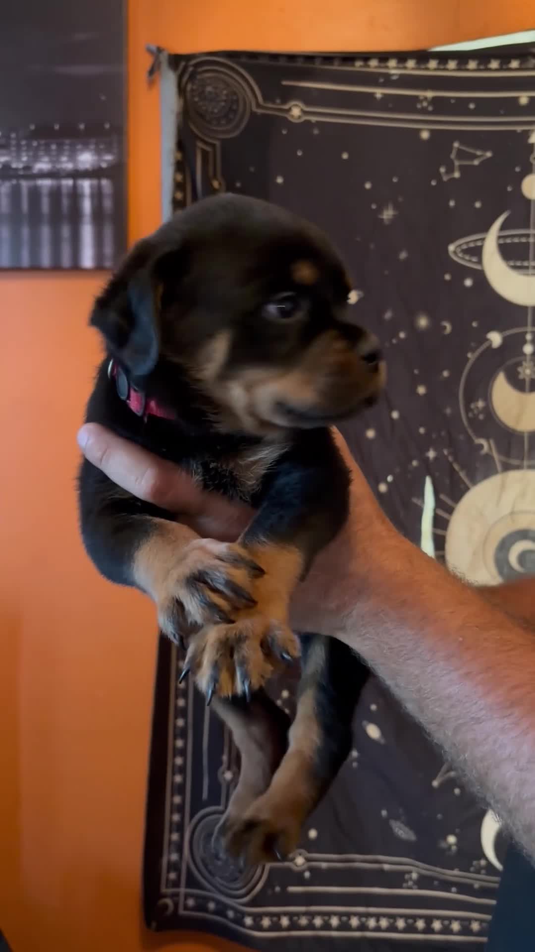 Rottweiler dogs for sale: Rottweiler 2 - Video 1