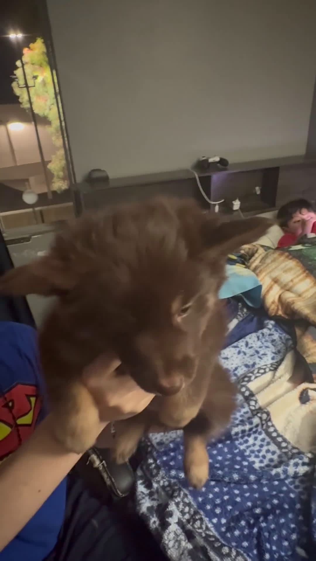 Gerberian Shepsky dogs for sale: Gerberian Shepsky Puppy 1 - Video 2