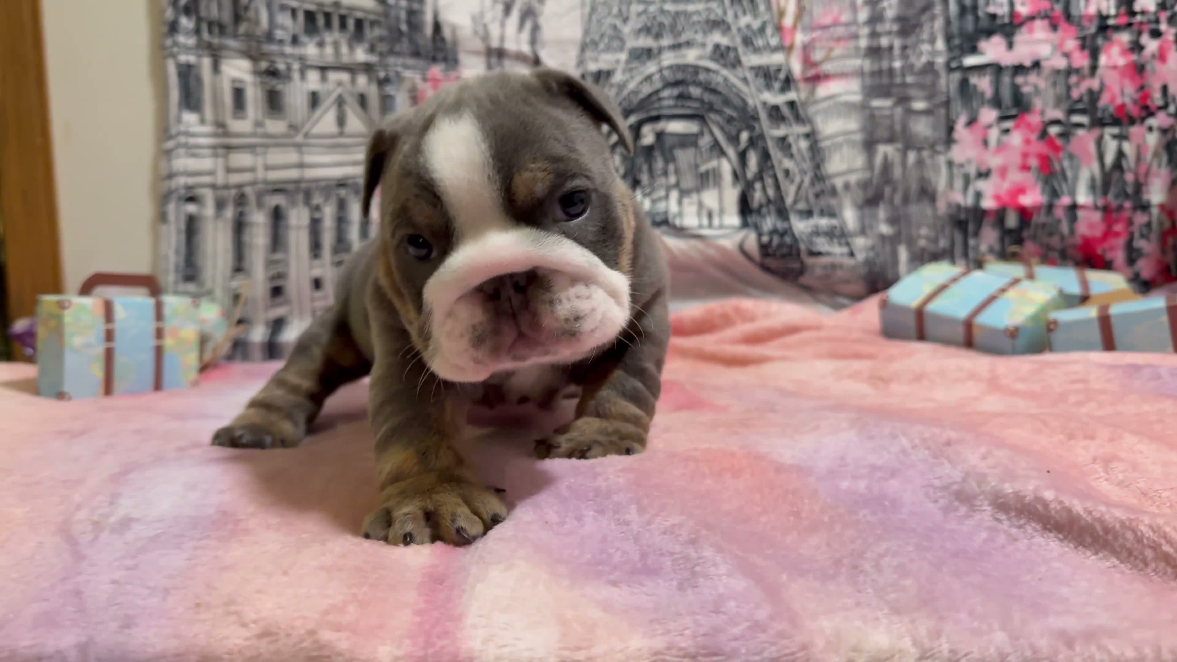 English Bulldog dogs for sale: Paris  - Video 1