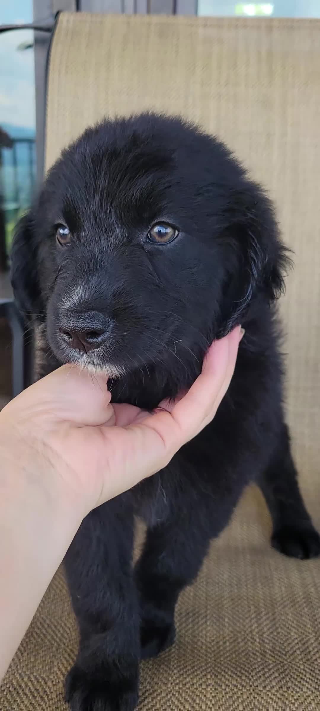 Australian Shepherd dogs for sale: Bluey - Video 1