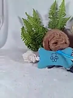 Bichpoo dogs for sale: Jax - Video 1