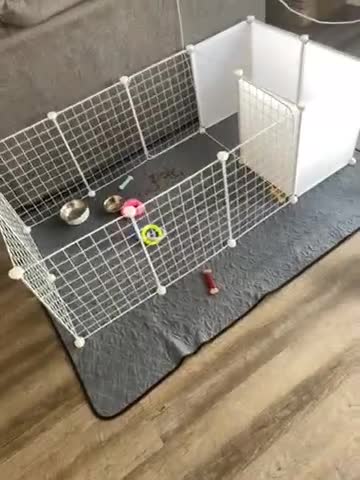 Malshi dogs for sale: Tulip - Video 1