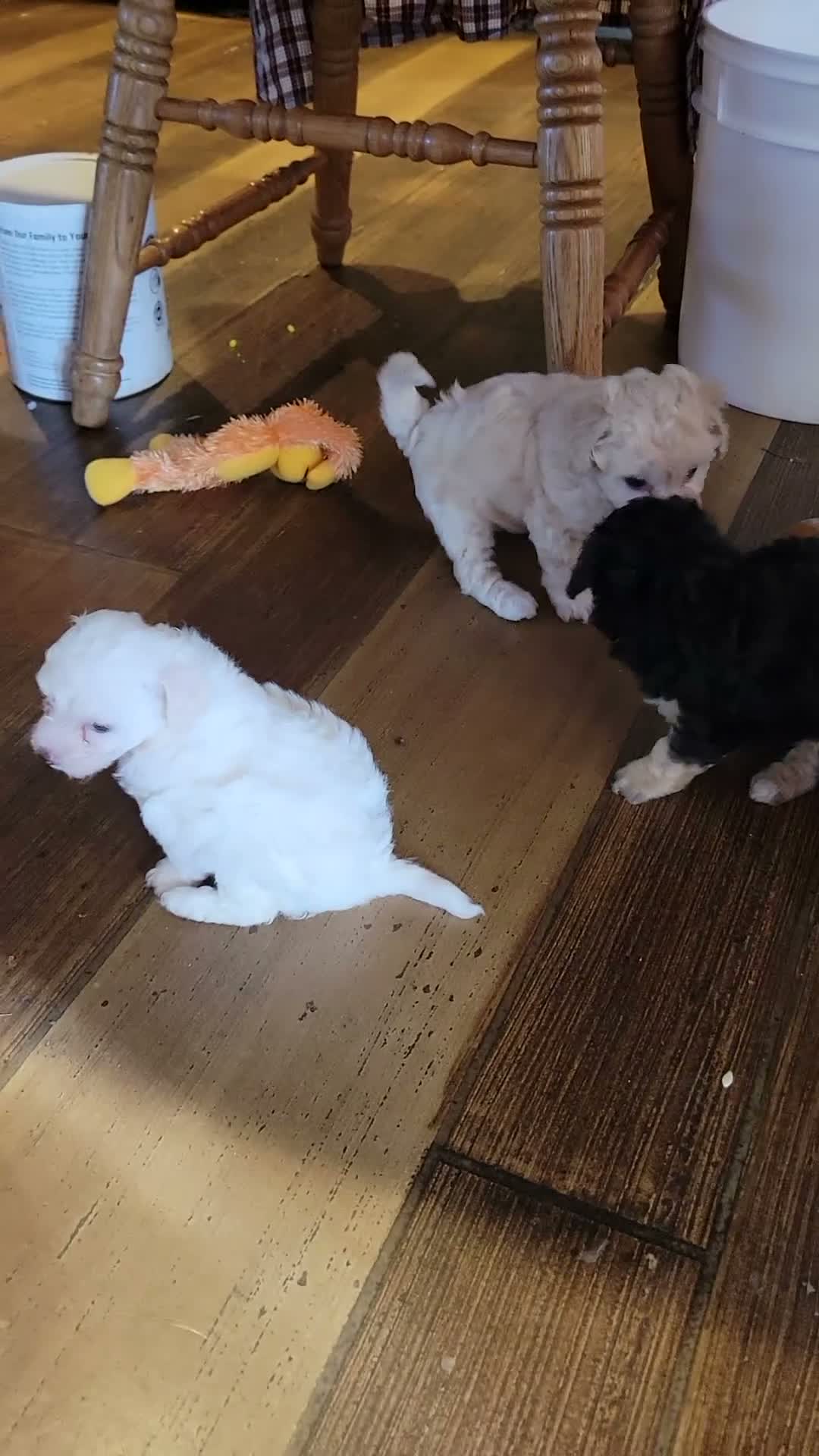Bichpoo dogs for sale: Eliza - Video 2