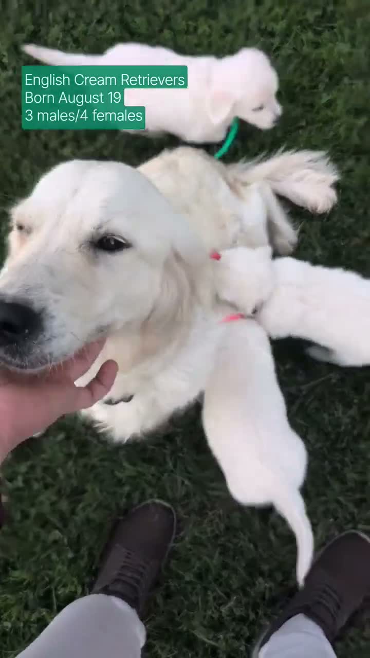 Golden Retriever dogs for sale: Bailey - Video 3