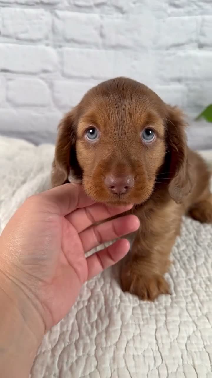 Miniature Dachshund dogs for sale: Felix - Video 1