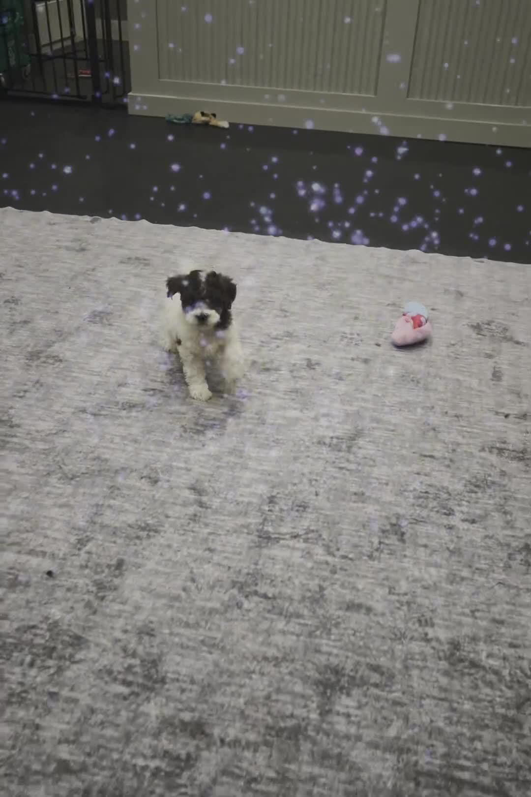 Standard Poodle dogs for sale: Nico - Video 1