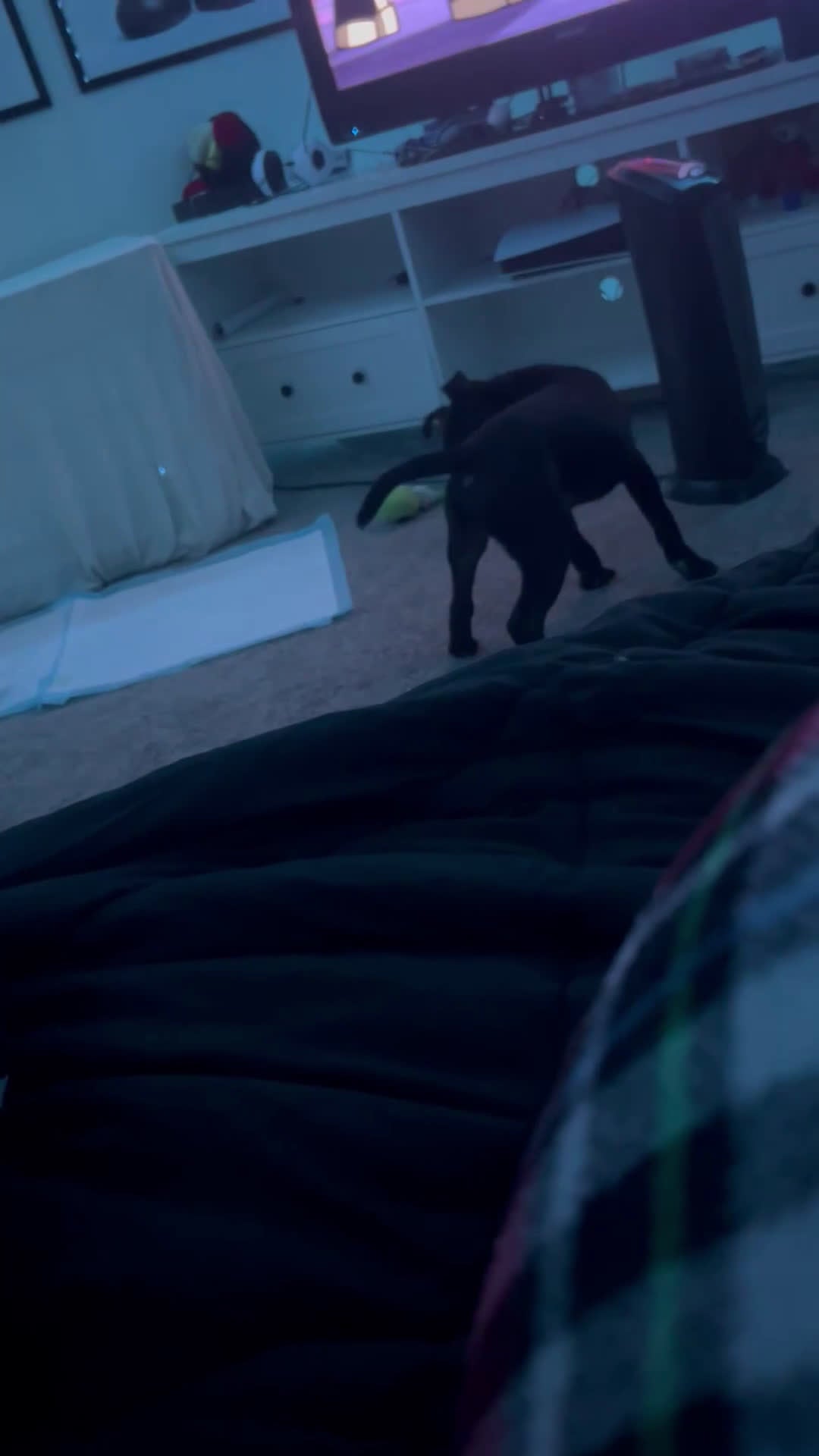 Mixed Breed dogs for sale: Midnight - Video 1