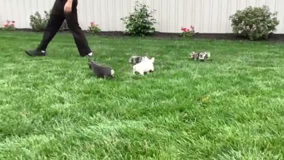 French Bulldog dogs for sale: Queenie - Video 1