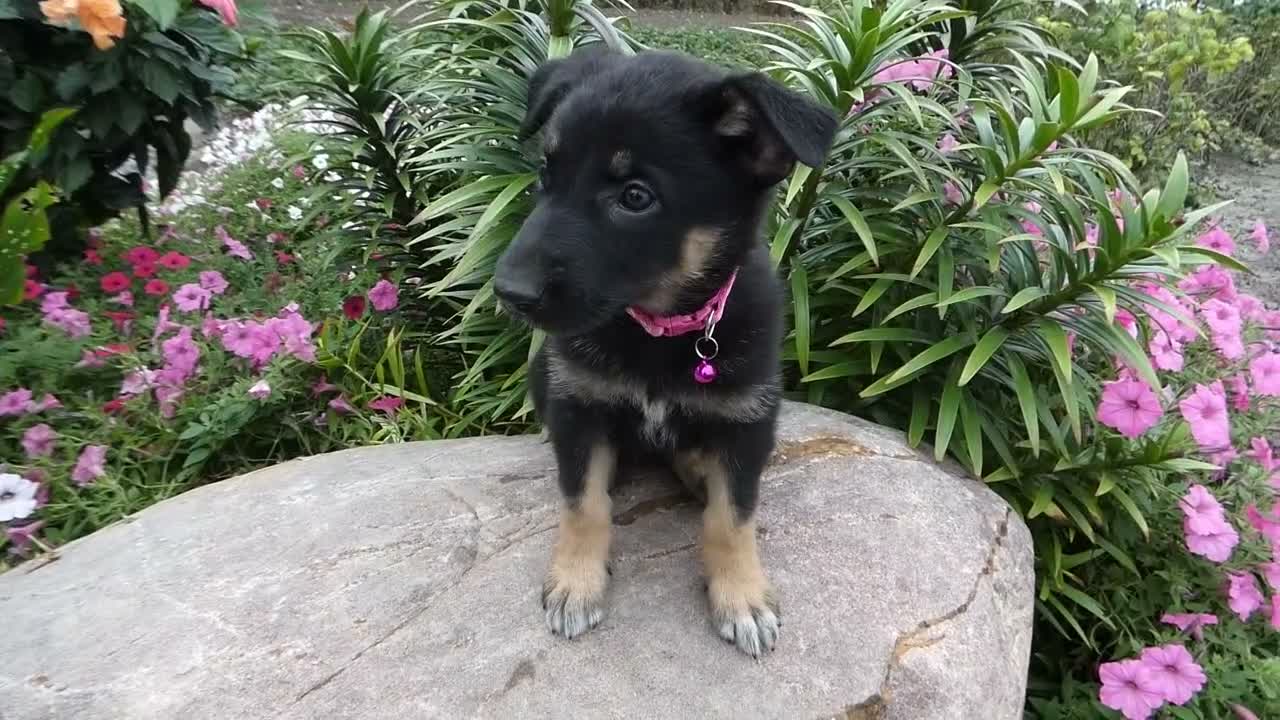 German Shepherd dogs for sale: German Shepherd Brianna 7 - Video 1