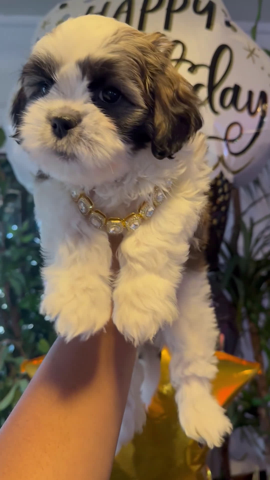 Shih Tzu dogs for sale: Shih Tzu Puppy 4 - Video 1