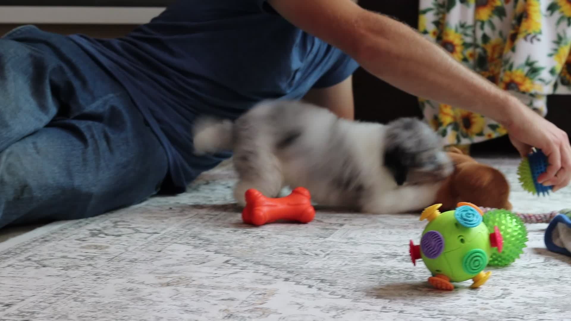 Miniature Poodle dogs for sale: Bella (AKC) - Video 1