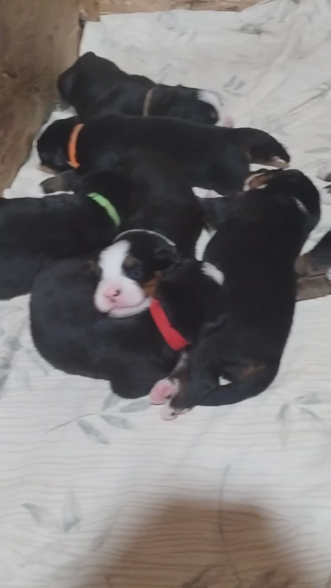 Bernese Mountain Dog dogs for sale: Bernese Mountain Dog 1 - Video 1