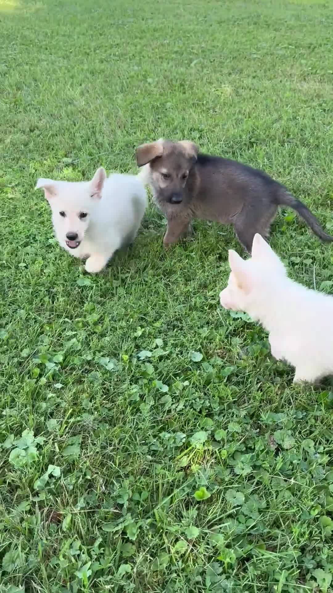 German Shepherd dogs for sale: Max  - Video 4