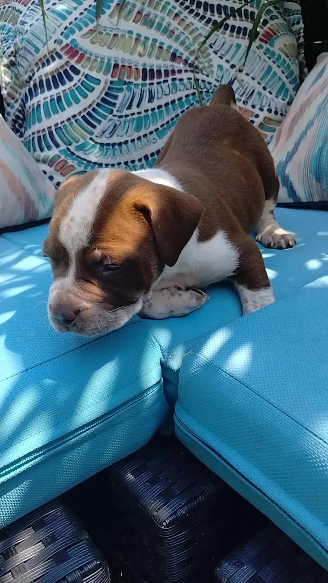 American Bully dogs for sale: JAR JAR BINKS - Video 1
