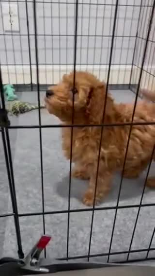 Miniature Poodle dogs for sale: Miniature Poodle Puppy 1 - Video 1