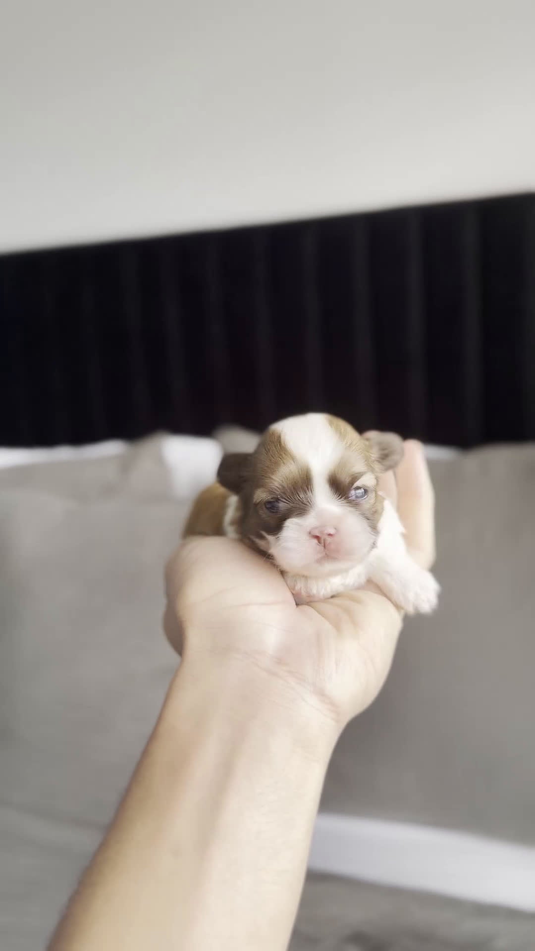 Shih Tzu dogs for sale: Shih Tzu (CUPPY) - Video 1