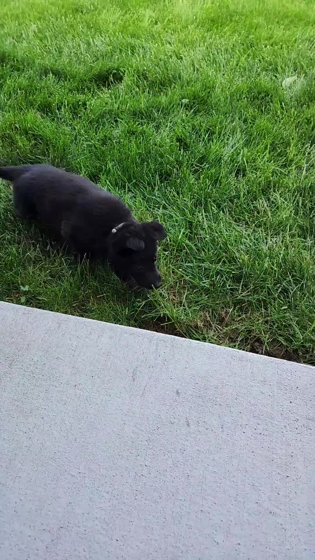 German Shepherd dogs for sale: Zoey - Video 1