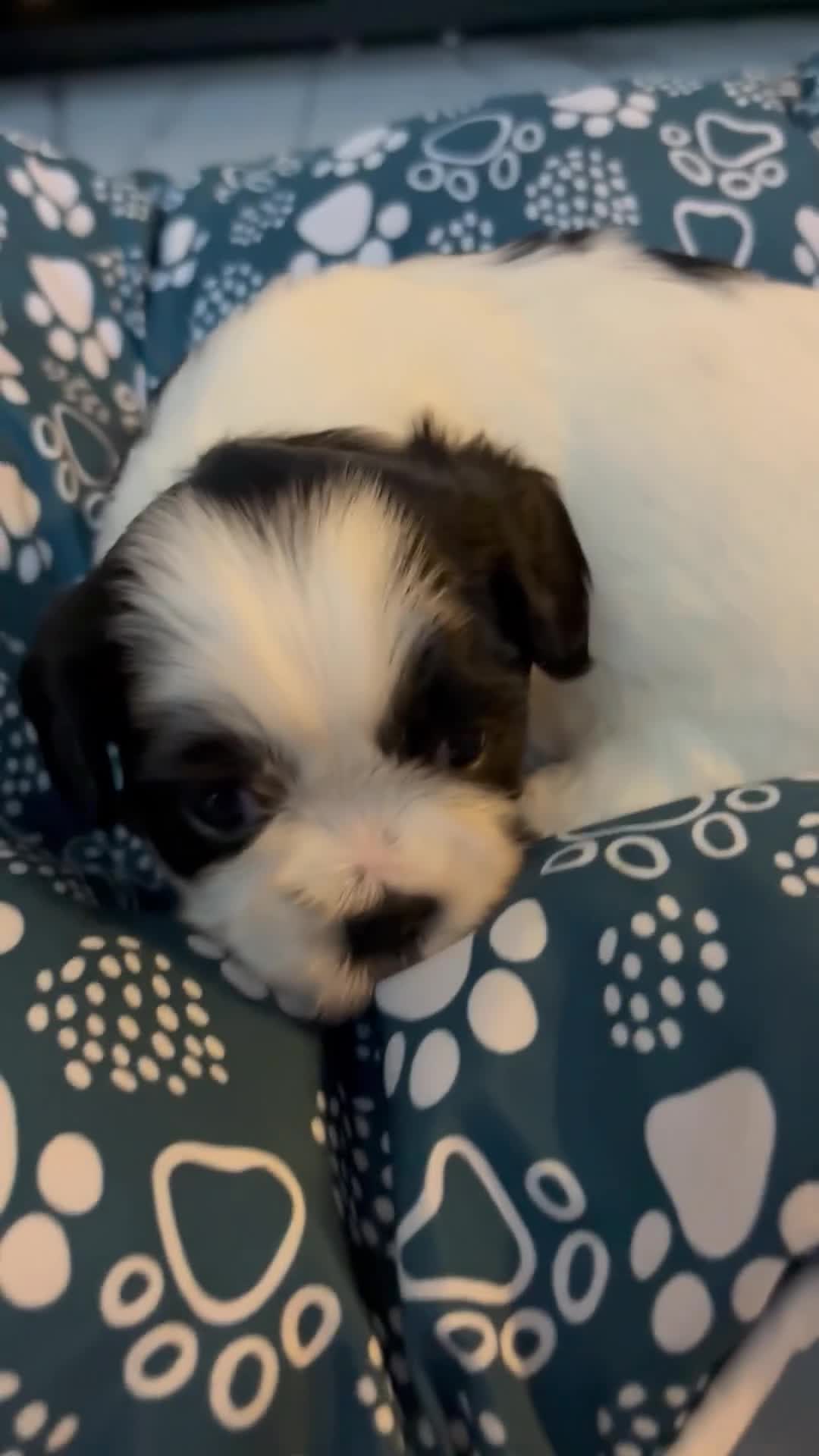 Shih Tzu dogs for sale: Shih Tzu Puppy 3 - Video 1