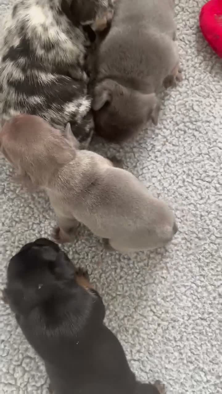 French Bulldog dogs for sale: Luke - Video 1