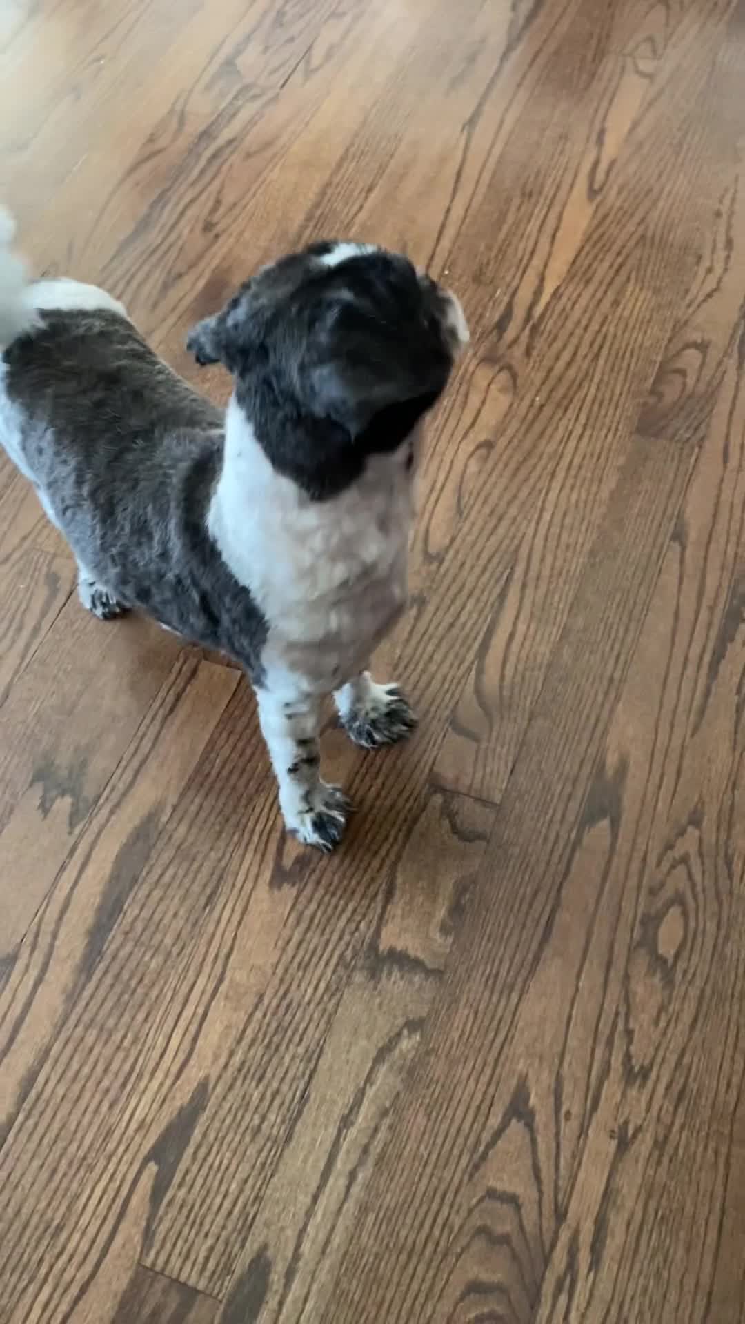 Shih Tzu dogs for sale: Shih Tzu  - Video 1