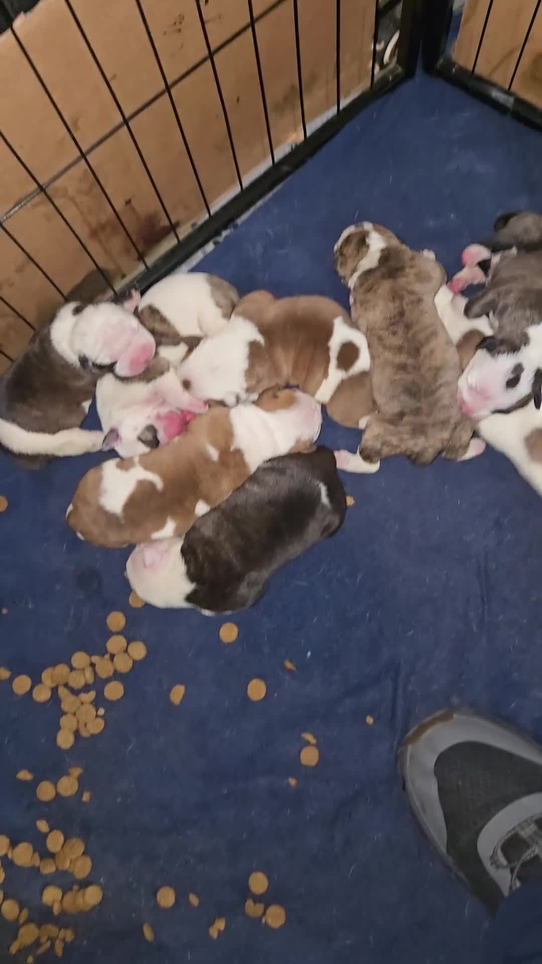 American Bulldog dogs for sale: American Bulldog 1 - Video 7