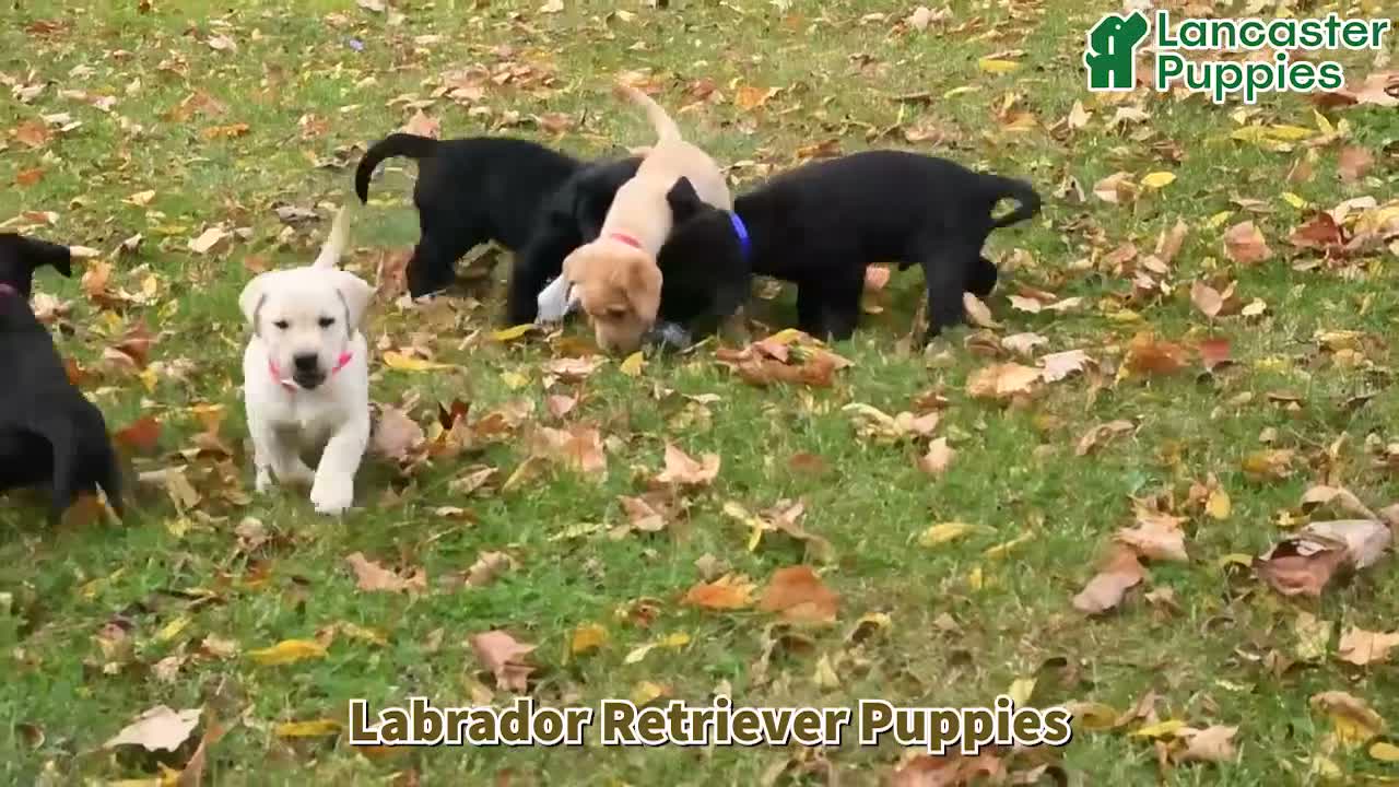 Labrador Retriever dogs for sale: Terry - Video 1