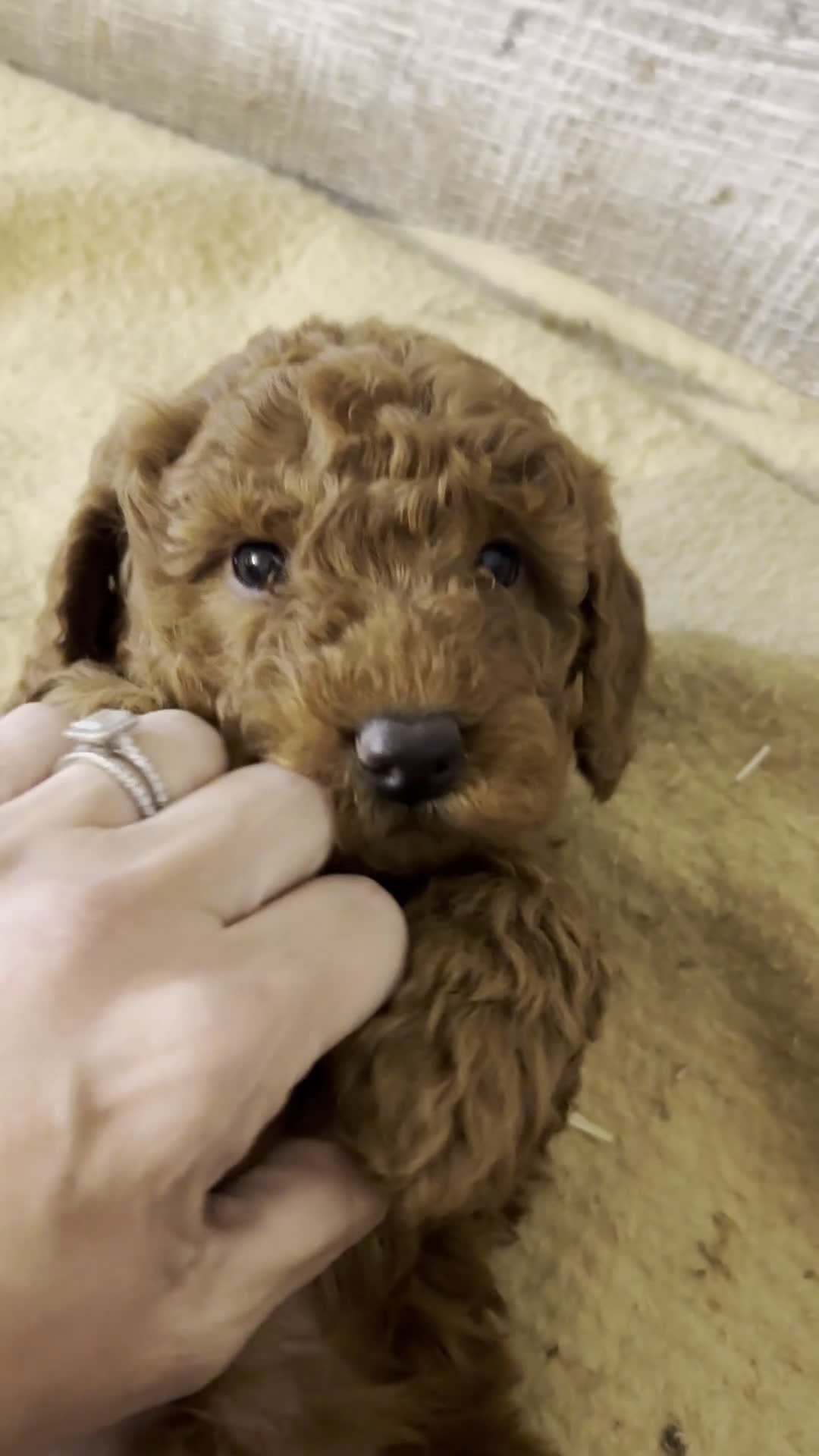 Miniature Poodle dogs for sale: Georgie - Video 1