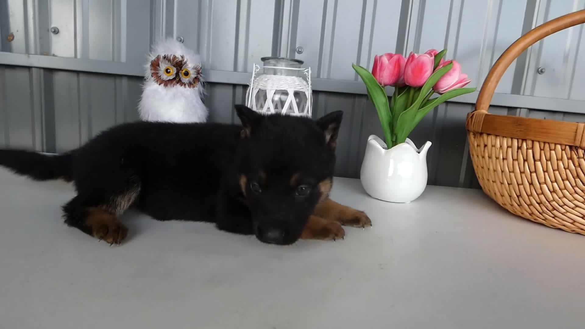 German Shepherd dogs for sale: German Shepherd Puppy 6 - Video 1