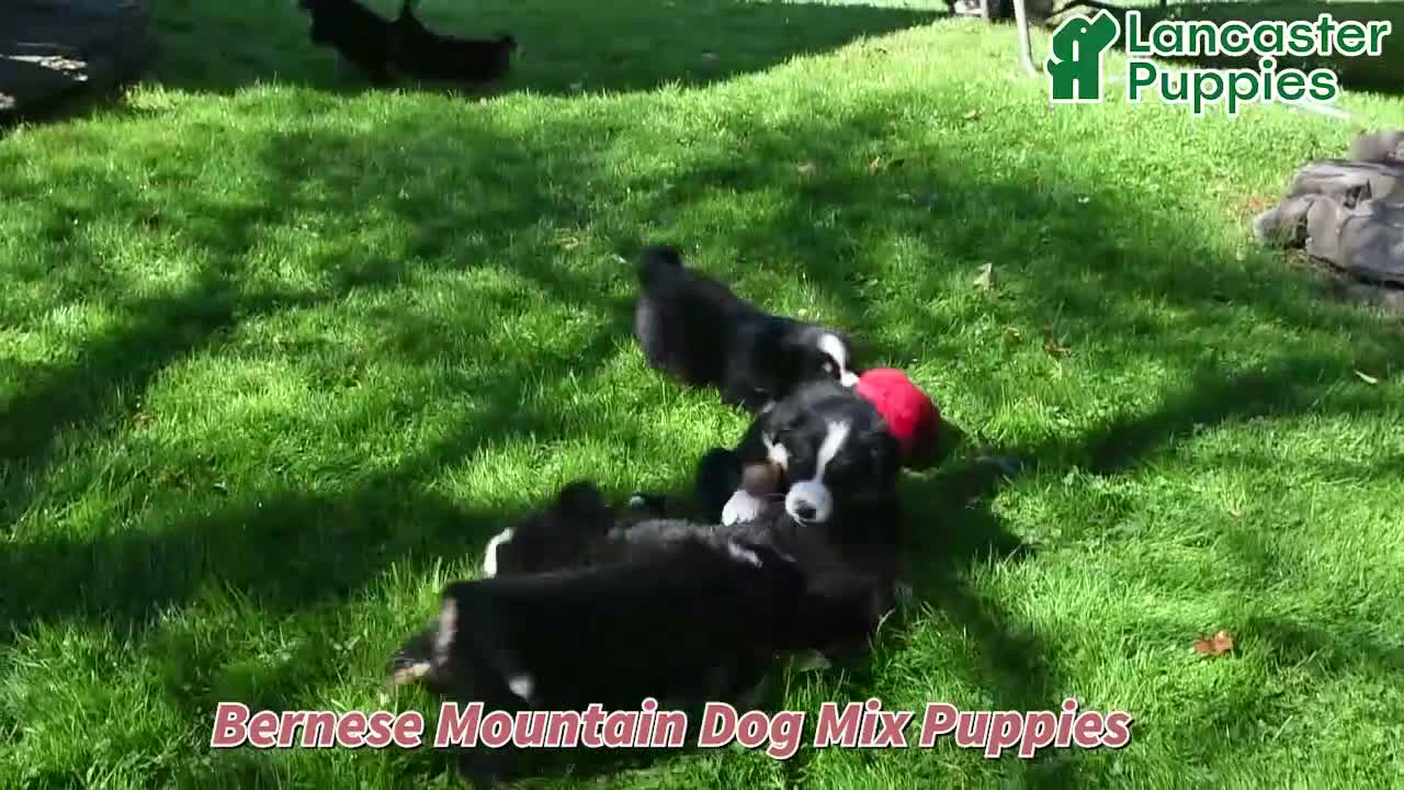 Mixed Breed dogs for sale: Riley - Video 1