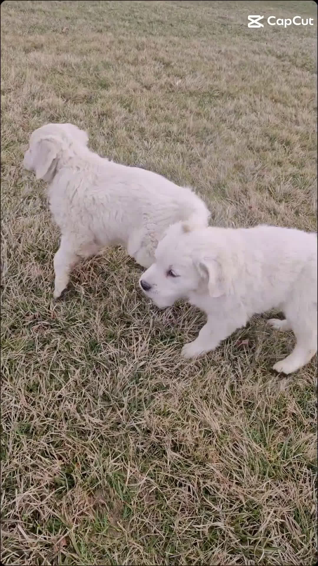 Golden Retriever dogs for sale: Ruger - Video 1