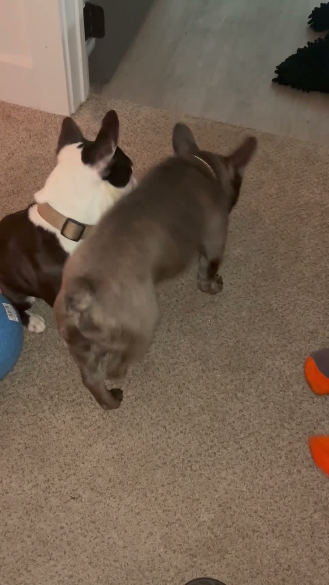 French Bulldog dogs for stud: Frenchie Dogs - Video 1